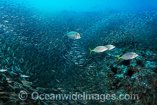 Big-eye Trevally Caranx sexfasciatus photo Big-eye Trevally Caranx sexfasciatus photo