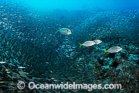 Big-eye Trevally Caranx sexfasciatus Photo - Gary Bell