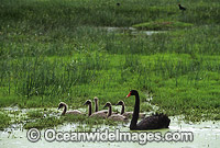 Black Swan Cygnus atratus with chicks Photo - Gary Bell