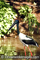 Black-necked Stork Ephippiorhynchus asiaticus Photo - Gary Bell