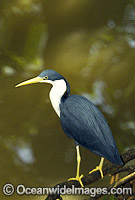 Pied Heron Ardea picata Photo - Gary Bell