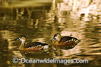 Wandering Whistling-duck Photo - Gary Bell
