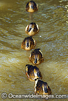 Wandering Whistling-duck Photo - Gary Bell