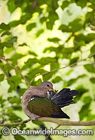 Emerald Dove Chalcophaps indica Photo - Gary Bell