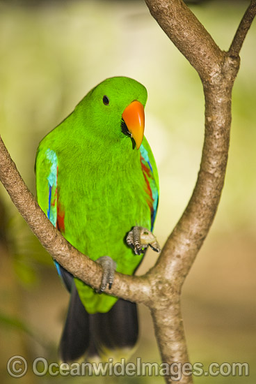 Eclectus Parrot Eclectus roratus photo Eclectus Parrot Eclectus roratus photo