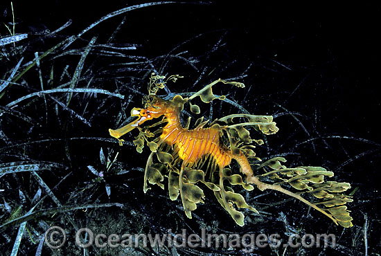 Leafy Seadragon in sea grass photo Leafy Seadragon in sea grass photo