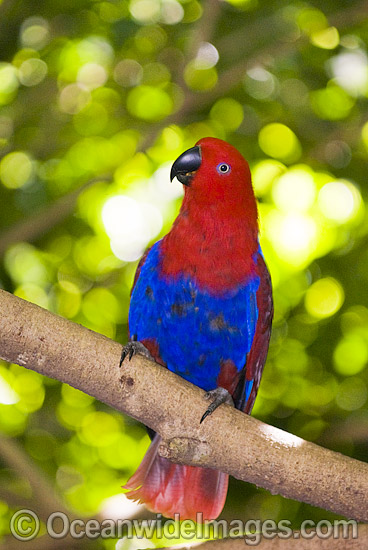 Eclectus Parrot Eclectus roratus photo Eclectus Parrot Eclectus roratus photo