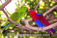 Eclectus Parrot male and female Photo - Gary Bell
