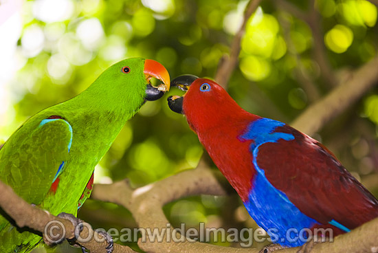 Eclectus Parrot male and female photo