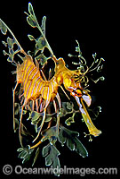 Leafy Seadragon Photo - Gary Bell