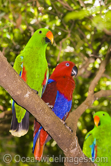 Eclectus Parrot male and female photo