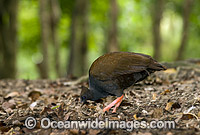 Orange-footed Scrubfowl Megapodius reinwardt Photo - Gary Bell