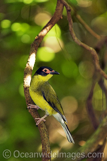 Fig Bird Sphecotheres viridis photo