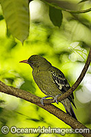 Yellow Oriole Oriolus flavocinctus Photo - Gary Bell
