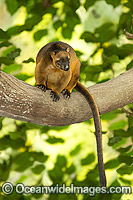 Lumholtz's Tree-kangaroo Photo - Gary Bell