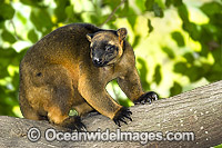 Lumholtz's Tree-kangaroo Boongary or Marbi Photo - Gary Bell