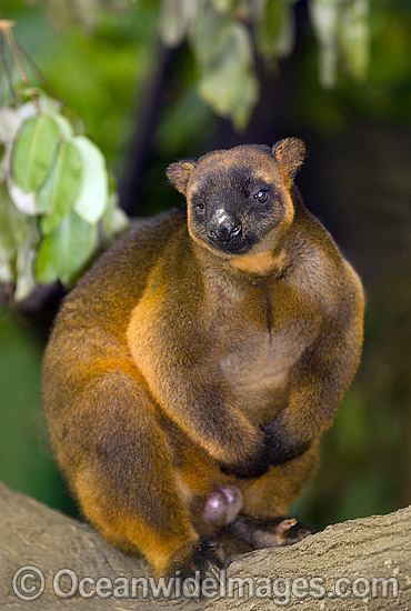 Lumholtz's Tree-kangaroo Dendrolagus lumholtzi photo Lumholtz's Tree-kangaroo Dendrolagus lumholtzi photo
