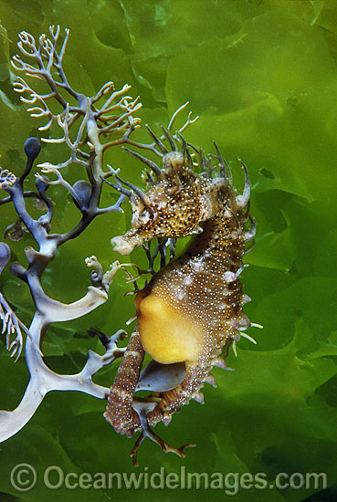 Short-head Seahorse Hippocampus breviceps photo Short-head Seahorse Hippocampus breviceps photo