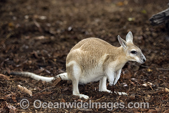 Nailtail Wallaby Onychogalea unguifera photo