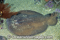 Coffin Ray Hypnos monopterygium Photo - Gary Bell