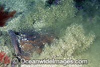 Coffin Ray Hypnos monopterygium Photo - Gary Bell