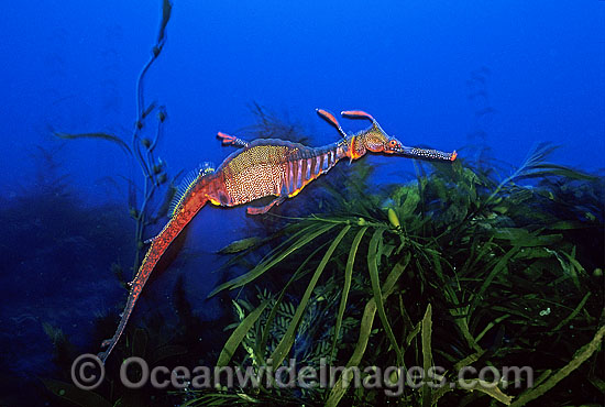 Weedy Seadragon Phyllopteryx taeniolatus photo Weedy Seadragon Phyllopteryx taeniolatus photo