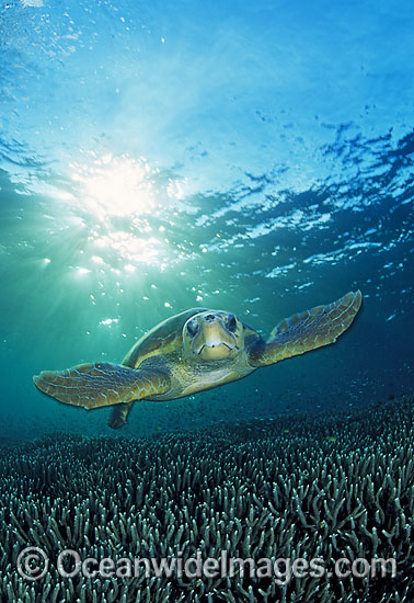 Loggerhead Sea Turtle photo Loggerhead Sea Turtle photo