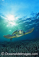 Loggerhead Sea Turtle Photo - Gary Bell