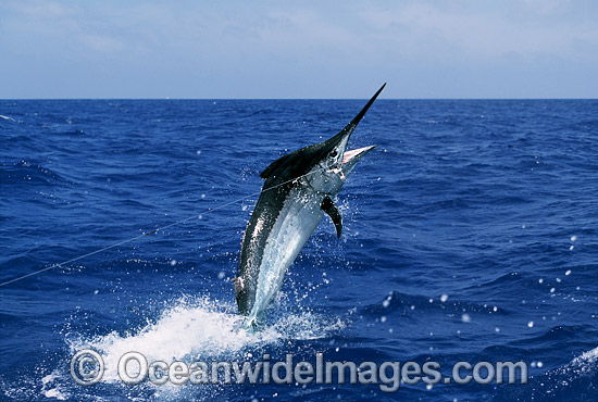 Black Marlin Makaira indica breaching photo