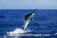 Black Marlin Makaira indica breaching Photo - John Ashley