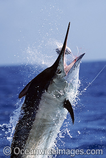 Black Marlin Billfish Makaira indica breaching photo