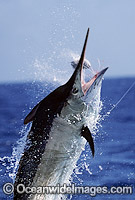 Black Marlin Billfish Makaira indica breaching Photo - John Ashley