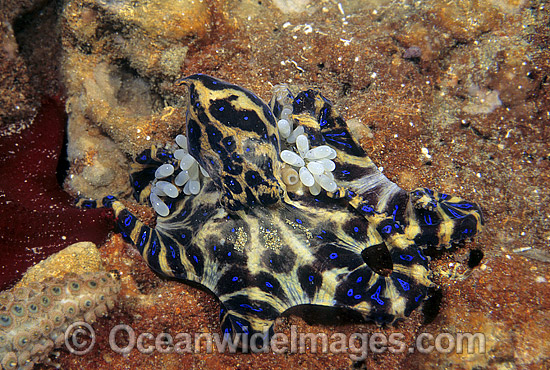 Southern Blue-ringed Octopus carrying eggs photo Southern Blue-ringed Octopus carrying eggs photo