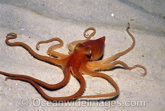 Southern Sand Octopus photo Southern Sand Octopus photo