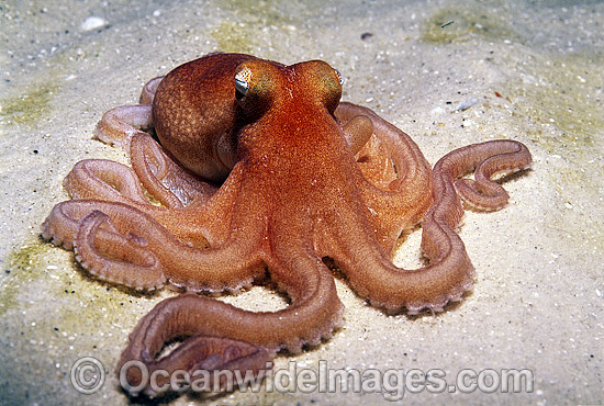 Southern Sand Octopus Octopus kaurna photo Southern Sand Octopus Octopus kaurna photo