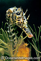 Southern Pot-belly Seahorse Photo - Gary Bell