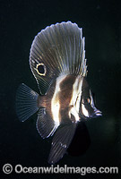 Short Boarfish Parazanclistius hutchinsi Photo - Bill Boyle