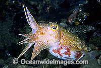 Broadclub Cuttlefish Photo - Gary Bell