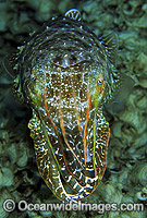 Broadclub Cuttlefish Sepia latimanus Photo - Gary Bell