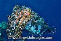 Broadclub Cuttlefish Photo - Gary Bell