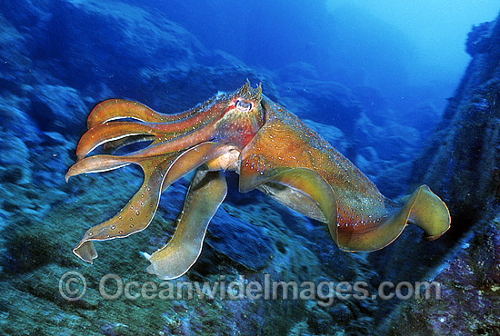 Giant Cuttlefish photo Giant Cuttlefish photo