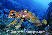 Giant Cuttlefish Photo - Gary Bell