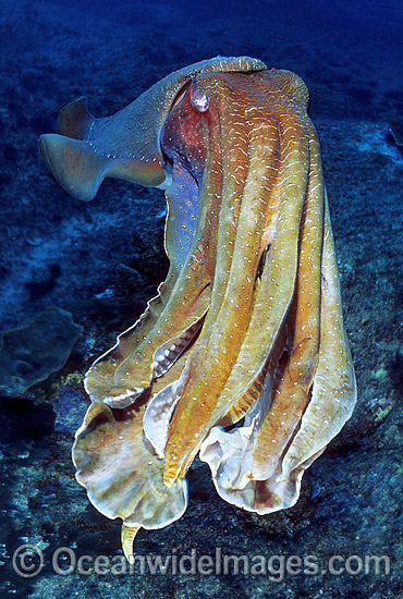 Giant Cuttlefish photo Giant Cuttlefish photo
