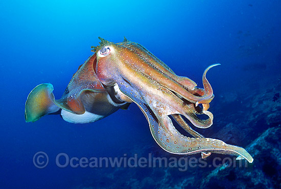 Giant Cuttlefish photo Giant Cuttlefish photo