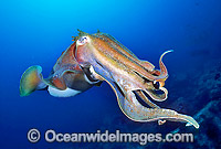 Giant Cuttlefish Photo - Gary Bell