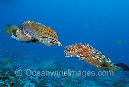 Giant Cuttlefish male courting female photo Giant Cuttlefish male courting female photo