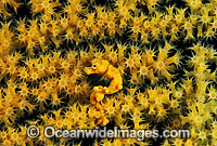 Pygmy Seahorse on Gorgonian Fan Coral Photo - Gary Bell