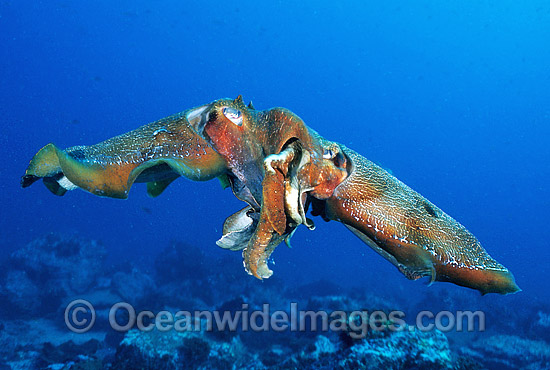 Giant Cuttlefish male female pair mating photo Giant Cuttlefish male female pair mating photo
