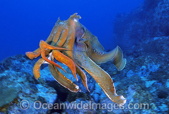 Giant Cuttlefish Sepia apama photo Giant Cuttlefish Sepia apama photo