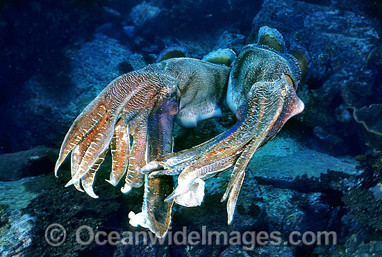 Giant Cuttlefish two rivalling males photo Giant Cuttlefish two rivalling males photo